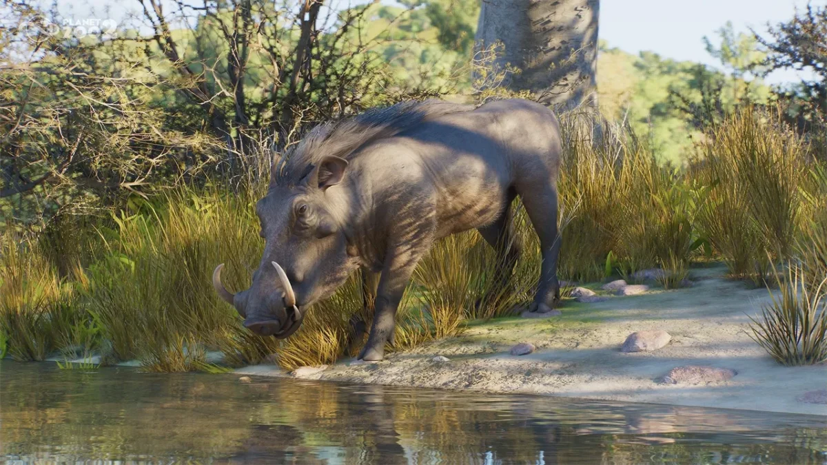 A common warthog drinking at the edge of a waterhole in Planet Zoo 2